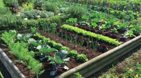 INFO FNP ER: Coltivare un piccolo orto per vivere meglio